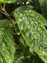 Ropalidia sumatrae