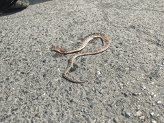 Pantherophis emoryi
