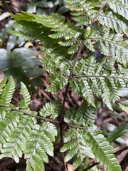 Ctenitis subglandulosa