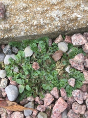 Marchantia polymorpha ruderalis