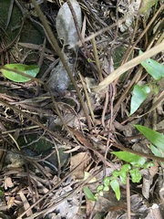 Ctenitis subglandulosa