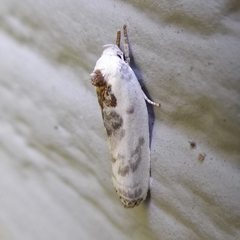 Antaeotricha