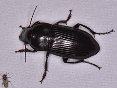 Harpalus caliginosus