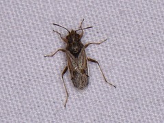 Nysius