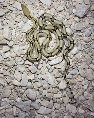 Bogertophis subocularis subocularis