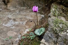 Cyclamen purpurascens