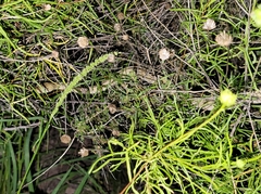 Bogertophis subocularis subocularis