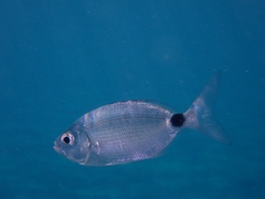 Oblada melanurus