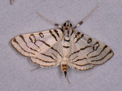 Conchylodes concinnalis