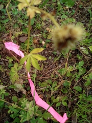 Sanicula marilandica