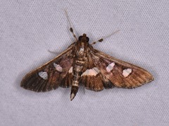 Desmia
