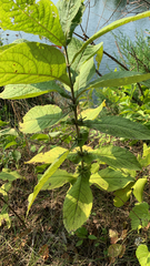 Triosteum aurantiacum