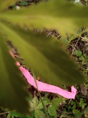 Sanicula marilandica