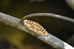 Epobeidia tigrata tigrata