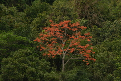 Erythrina falcata