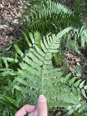 Microlepia hookeriana