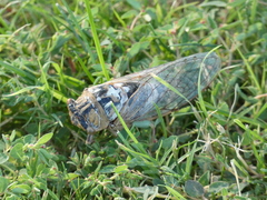 Megatibicen dealbatus