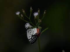 Talicada nyseus nyseus