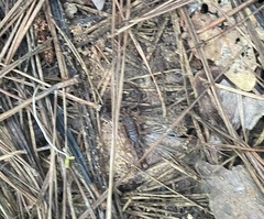 Vaejovis carolinianus