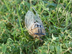 Megatibicen dealbatus