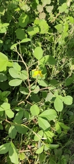 Crotalaria pallida