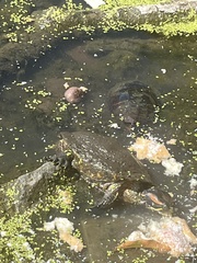 Trachemys scripta elegans