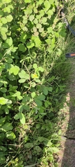 Crotalaria pallida