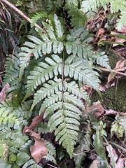 Dryopteris sparsa
