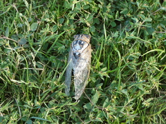 Megatibicen dealbatus
