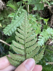 Dryopteris sparsa
