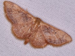 Idaea demissaria