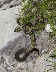 Crotalus ornatus