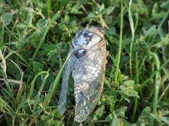 Megatibicen dealbatus