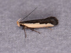 Dichomeris serrativittella