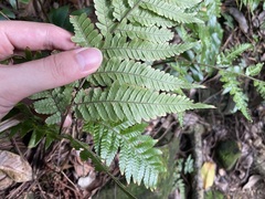 Ctenitis subglandulosa