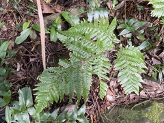 Ctenitis subglandulosa