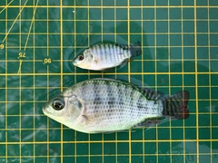 Oreochromis