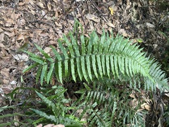 Microlepia hookeriana