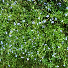 Myosotis laxa