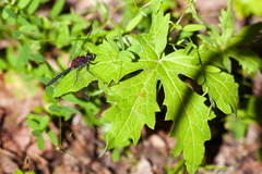 Leucorrhinia proxima