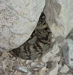Crotalus ornatus