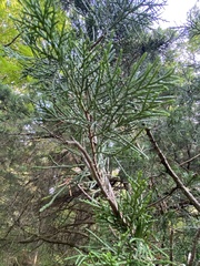 Juniperus virginiana