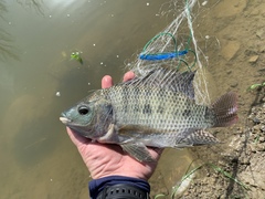 Oreochromis