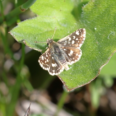 Spialia