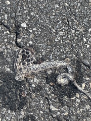 Pantherophis alleghaniensis