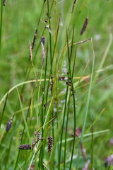 Juncus arcticus