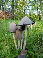 Coprinellus micaceus