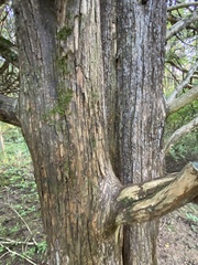 Juniperus virginiana