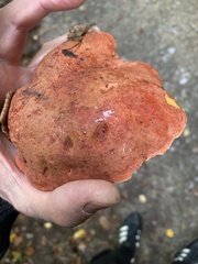 Neoboletus erythropus