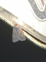 Caradrina clavipalpis